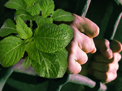 Στη φυλακή τούς «βάζουν» φασκόμηλο και μανιτάρια